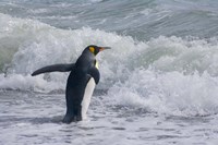 King Penguin, Salisbury Plain, South Georgia Fine Art Print