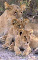Lioness and Cubs, Okavango Delta, Botswana Fine Art Print