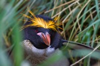 Macaroni Penguin in the grass, Cooper Baby, South Georgia, Antarctica Fine Art Print