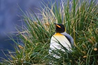 Close up of King Penguin, Antarctica Fine Art Print