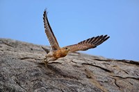 Kestrel, Serengeti National Park, Tanzania Fine Art Print