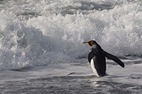 King Penguin in the surf, Antarctica Fine Art Print