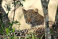 Leopard resting beneath tree, Maasai Mara, Kenya Fine Art Print