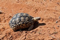 Leopard Tortoise, Samburu National Game Reserve, Kenya Fine Art Print