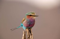Lilac breasted Roller bird, Samburu Game Reserve, Kenya Fine Art Print