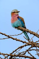 Lilac breasted Roller, Serengeti National Park, Tanzania Fine Art Print