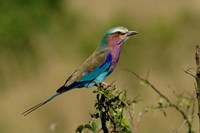 Lilacbreasted Roller bird, Kenya Fine Art Print