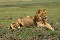 Lion cub with male lion, Maasai Mara, Kenya Fine Art Print