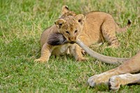 Lion cub, mothers tail, Masai Mara Game Reserve, Kenya Fine Art Print