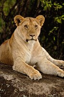 Lion, Panthera leo, Serengeti National Park, Tanzania Fine Art Print