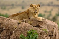 Lion, Serengeti National Park, Tanzania Fine Art Print