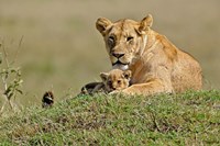 Lioness and cub, Masai Mara Game Reserve, Kenya Fine Art Print