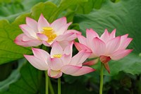 Lotus flower, Nelumbo nucifera, China Fine Art Print