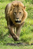 Male Lion, Lake Nakuru National Park, Kenya Fine Art Print