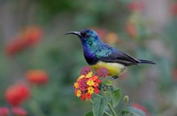Kenya, Lake Naivasha. Variable sunbird male Fine Art Print