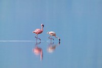 Lesser Flamingoes (Phoenicopterus minor), Lake Nakuru, Kenya by Keren Su - various sizes