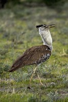 Kori Bustard, Ardeotis kori, Etosha NP, Namibia, Africa. Fine Art Print