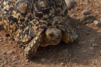 Leopard tortoise, Stigmochelys pardalis, Etosha NP, Namibia, Africa. Fine Art Print