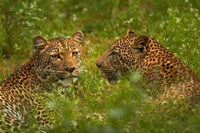 Leopards, Kruger National Park, South Africa Fine Art Print