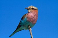 Lilac-breasted Roller, Hwange National Park, Zimbabwe, Africa Fine Art Print