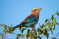 Lilac-breasted Roller, Nxai Pan National Park, Botswana, Africa Fine Art Print