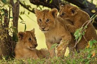 Lion cubs in the bush, Maasai Mara Wildlife Reserve, Kenya Fine Art Print