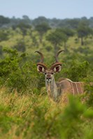Male greater kudu, Kruger National Park, South Africa Fine Art Print