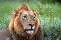 Male Lion, Kruger National Park, South Africa Fine Art Print