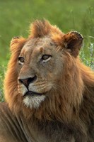 Male Lion, Panthera leo, Kruger NP, South Africa Fine Art Print
