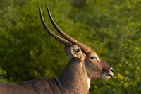 Male waterbuck, Kruger National Park, South Africa Fine Art Print