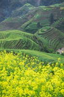 Landscape of Canola and Terraced Rice Paddies, China Fine Art Print