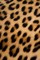 Leopard, Okavango Delta, Botswana Fine Art Print