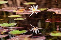Lily in bloom on the Du River, Monrovia, Liberia Fine Art Print