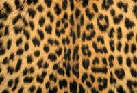 Leopard, Masai Mara Reserve, Kenya Fine Art Print