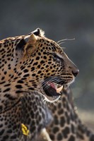Leopard, Panthera pardus, Samburu Game Reserve, Kenya Fine Art Print