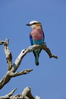 Lilac breasted Roller bird, Masai Mara, Kenya Fine Art Print