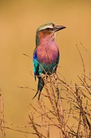 Lilac-breasted Roller, Masai Mara Game Reserve, Kenya Fine Art Print