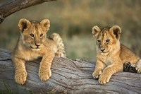 Lion Cubs on Log, Masai Mara, Kenya Fine Art Print