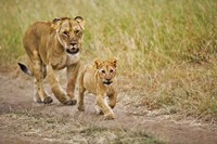 Lioness with her cub in tire tracks, Masai Mara, Kenya Fine Art Print