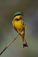Little Bee Eater, Bird, Samburu Game Reserve, Kenya Fine Art Print
