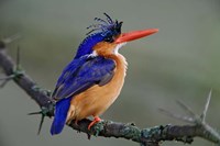 Malachite Kingfisher, Lake Nakuru National Park, Kenya Fine Art Print