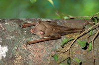 Madagascar, Commerson's leaf-nosed bat wildlife Fine Art Print