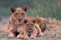 Lions, Okavango Delta, Botswana Fine Art Print