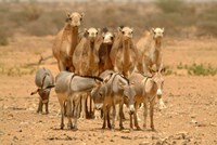 Mauritania, Adrar, Camels and donkeys going to the well Fine Art Print