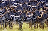 Large herd of Burchell's Zebras, Masai Mara Game Reserve, Kenya Fine Art Print