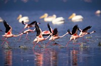 Lesser Flamingos running on water, Lake Nakuru National Park, Kenya Fine Art Print