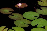 Lily Pads, Okavango Delta, Botswana Fine Art Print