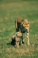 Kenya, Masai Mara Game Reserve, Cheetah with cub Fine Art Print