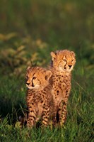 Cheetah cubs, Kenya Fine Art Print