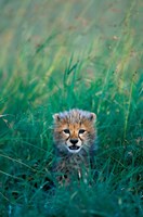 Kenya, Masai Mara GR, Cheetah cub in tall grass Fine Art Print